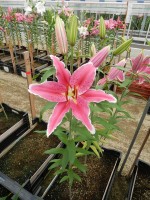 [4314 Ravenna VZ No01.JPG]